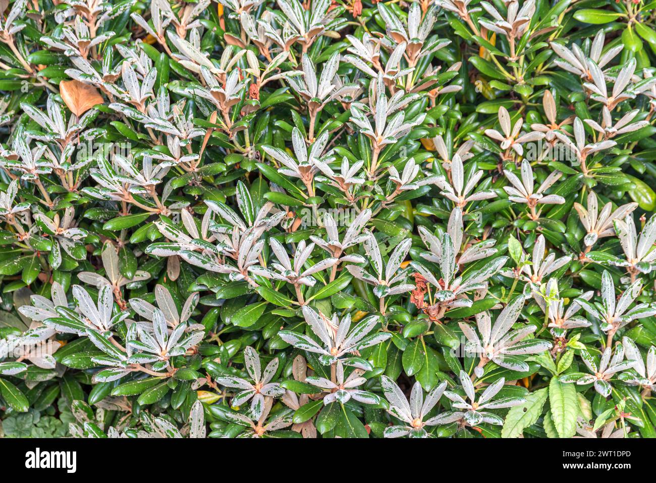 Rhododendron pachysanthum hi-res stock photography and images - Alamy