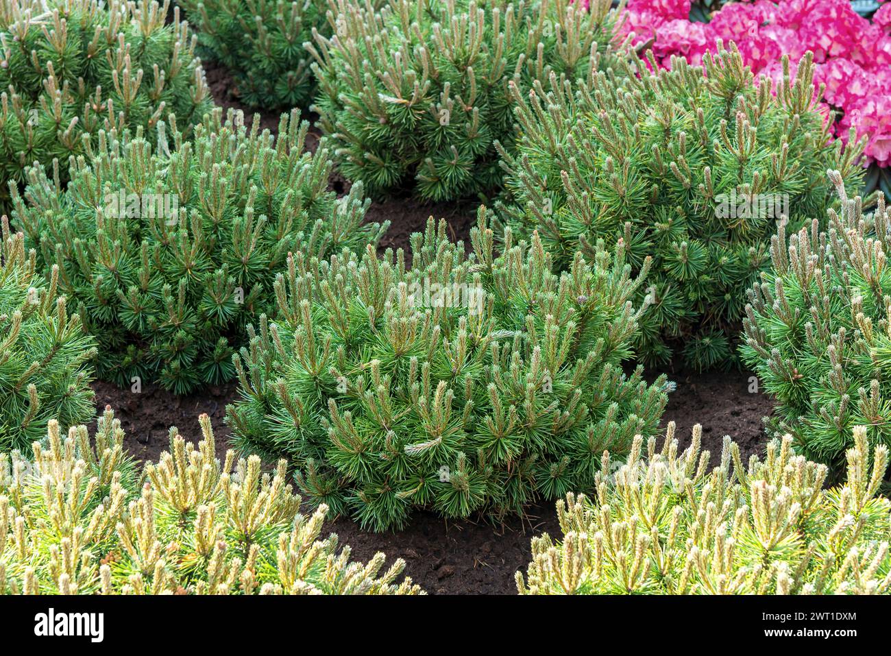 Mountain pine, Mugo pine (Pinus mugo 'Mops', Pinus mugo Mops), cultivar Mops, Europe, Bundesrepublik Deutschland Stock Photo