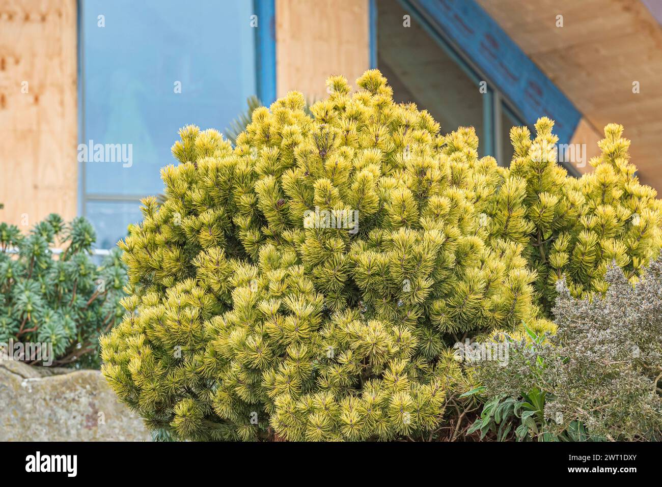 Mountain pine, Mugo pine (Pinus mugo 'Ophir', Pinus mugo Ophir), habit of cultivar Ophir Stock Photo