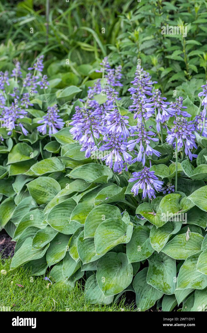 Plantain lily (Hosta 'Blue Cadet', Hosta Blue Cadet), blooming, Sorte Blue Cadet, Europe, Bundesrepublik Deutschland Stock Photo