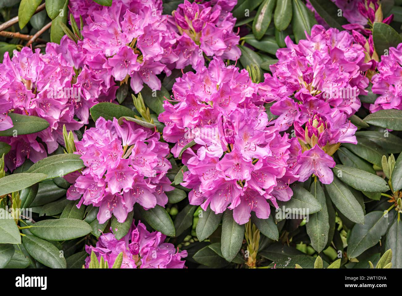 rhododendron (Rhododendron 'Roseum Elegans', Rhododendron Roseum Elegans), blooming, cultivar Roseum Elegans Stock Photo