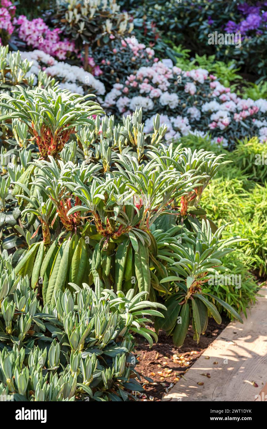 Austrieb shrub hi-res stock photography and images - Alamy
