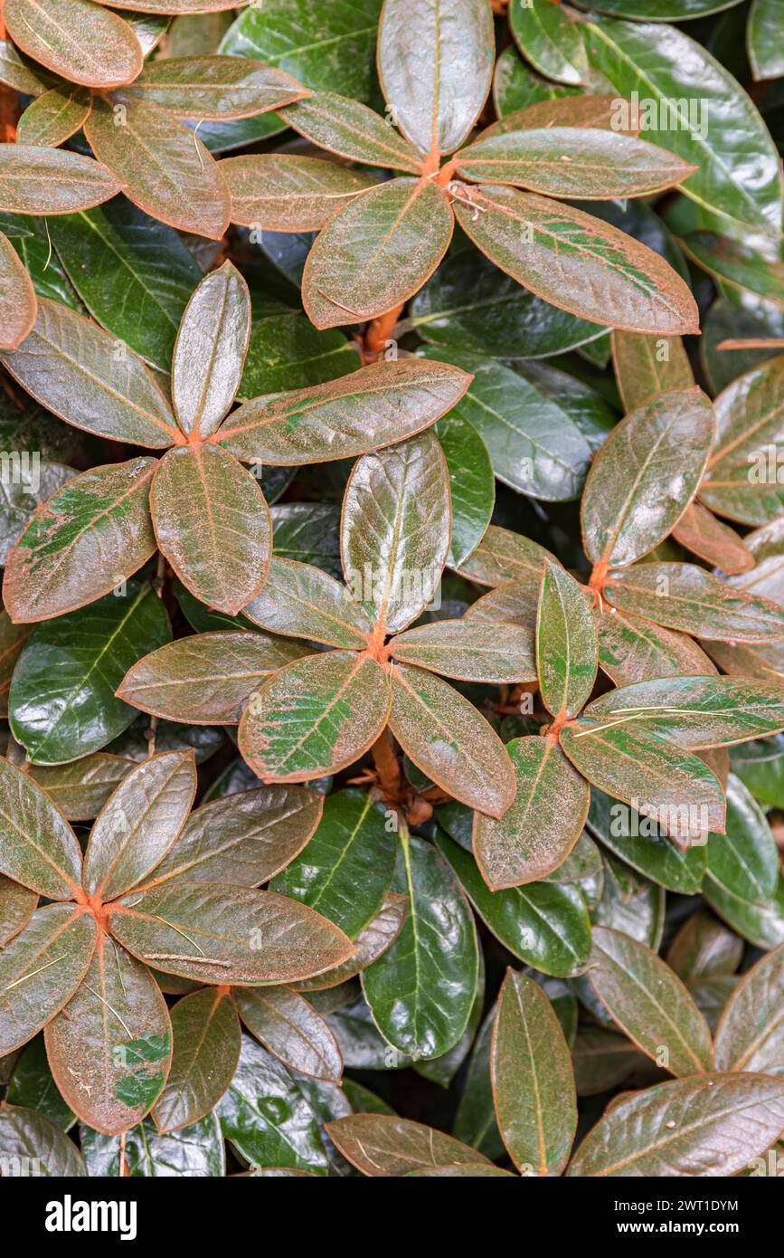 Rhododendron bureavii hi-res stock photography and images - Alamy