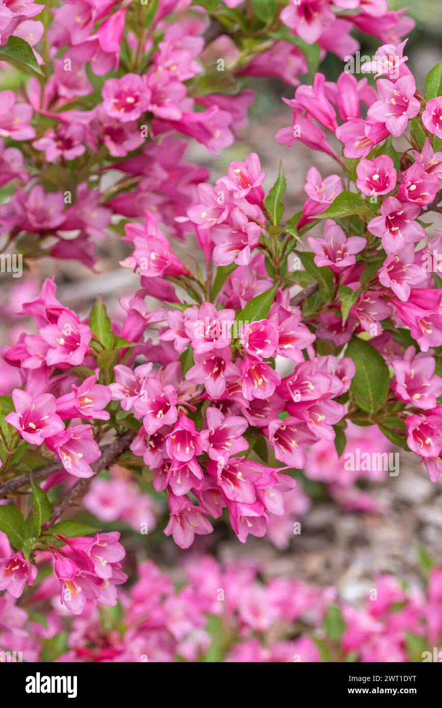 weigela (Weigela 'Minuet', Weigela Minuet), blooming, Minuet Stock Photo