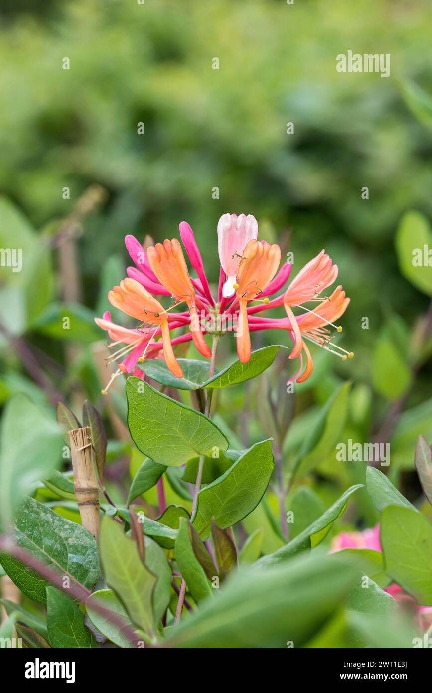 Coral Honeysuckle, Gold Flame Honeysuckle (Lonicera x heckrottii 'Goldflame', Lonicera x heckrottii Goldflame, Lonicera heckrottii), flowers of cultiv Stock Photo