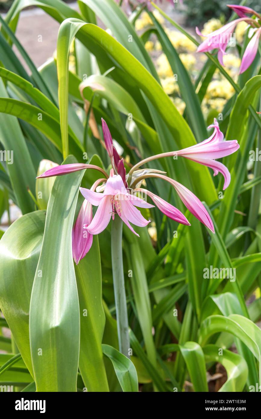 swamplily (Crinum x powellii, Crinum powellii), blooming, Europe, Bundesrepublik Deutschland Stock Photo