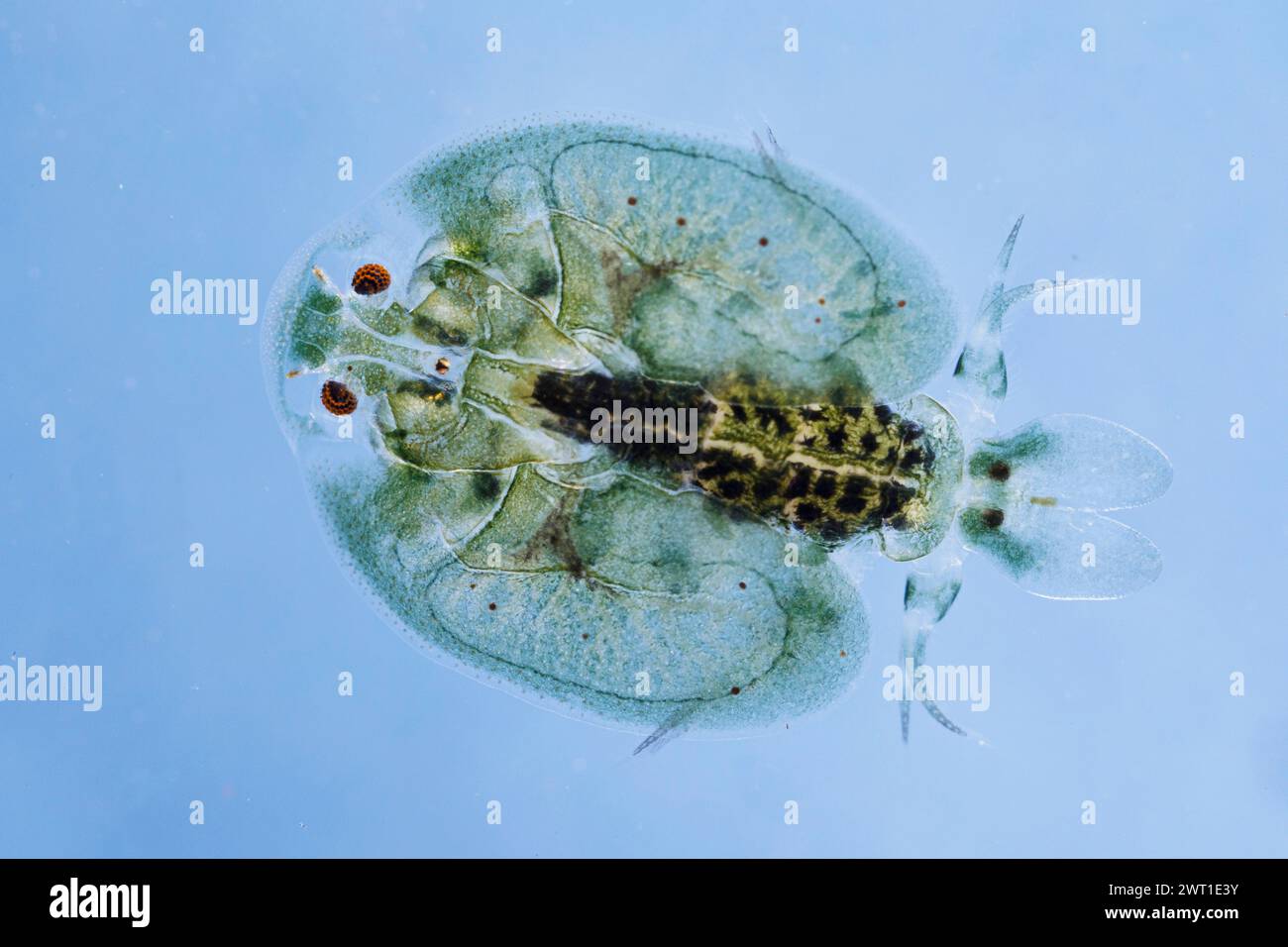 Carp louse (Argulus foliaceus), macro shot Stock Photo
