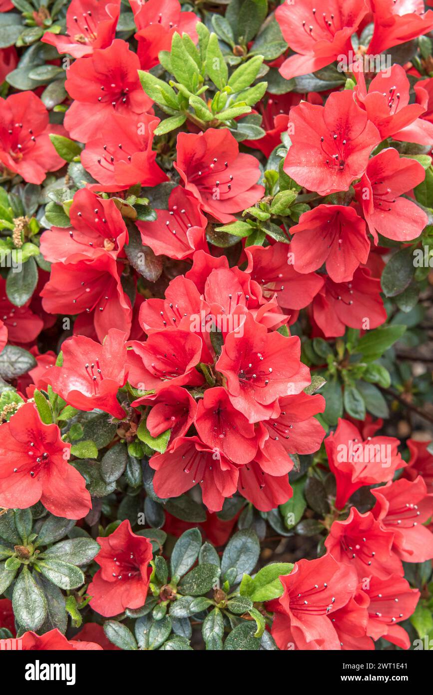 Japanese Azalea (Rhododendron 'Sandy's Fire', Rhododendron Sandy's Fire ...