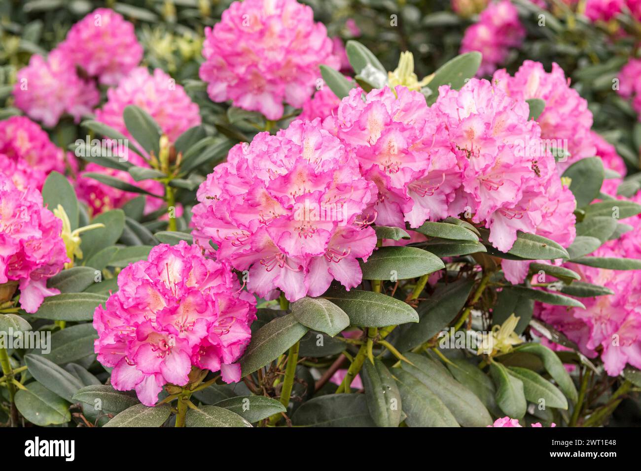 Rhododendron-Hybride (Rhododendron 'Hachmann's Mazurka' Stock Photo - Alamy