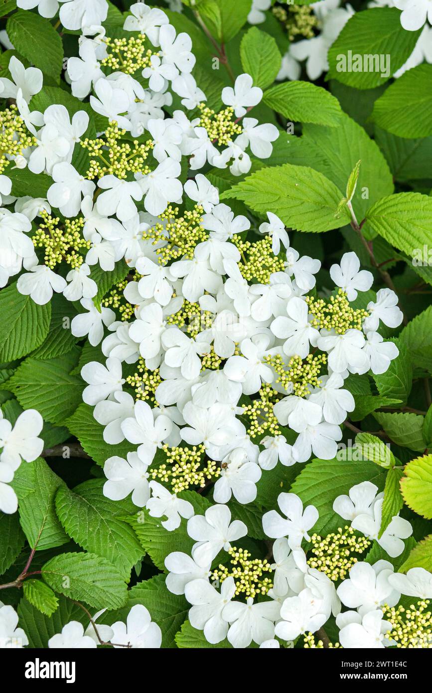 doublefile viburnum (Viburnum plicatum 'Dart's Red Robin', Viburnum