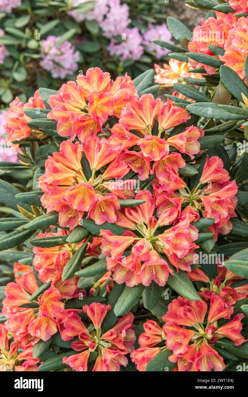 Rhododendron (Rhododendron 'Valencia' Stock Photo - Alamy