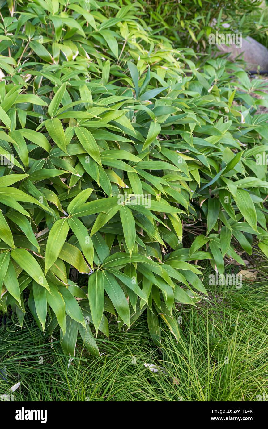 Dwarf bamboo, Chishima Zasa (Sasa kurilensis, Arundinaria kurilensis, Bambusa kurilensis, Pseudosasa kurilensis), habit Stock Photo