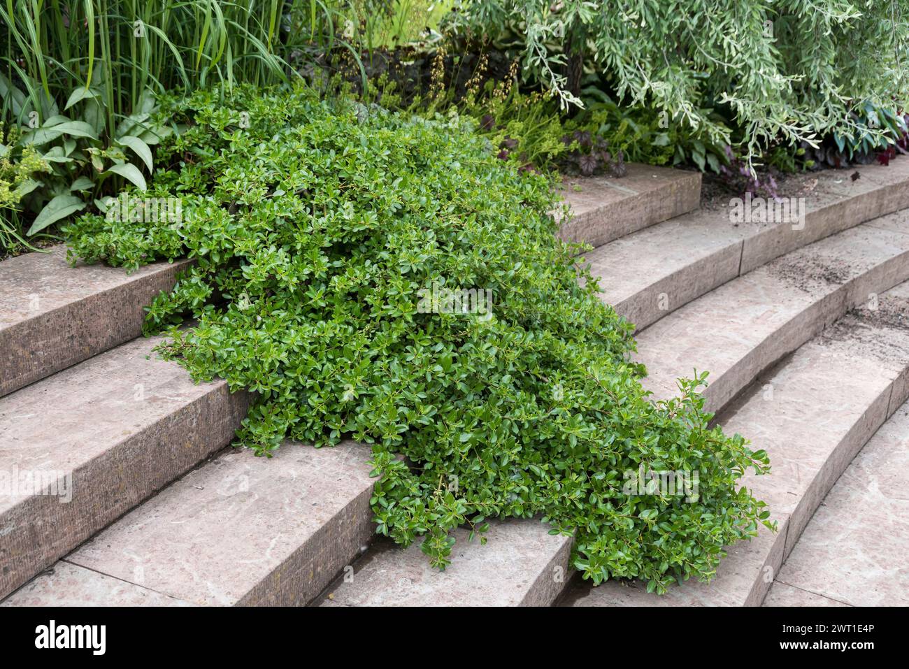 Dwarf willow (Salix x simulatrix, Salix simulatrix), habit, on stairs Stock Photo
