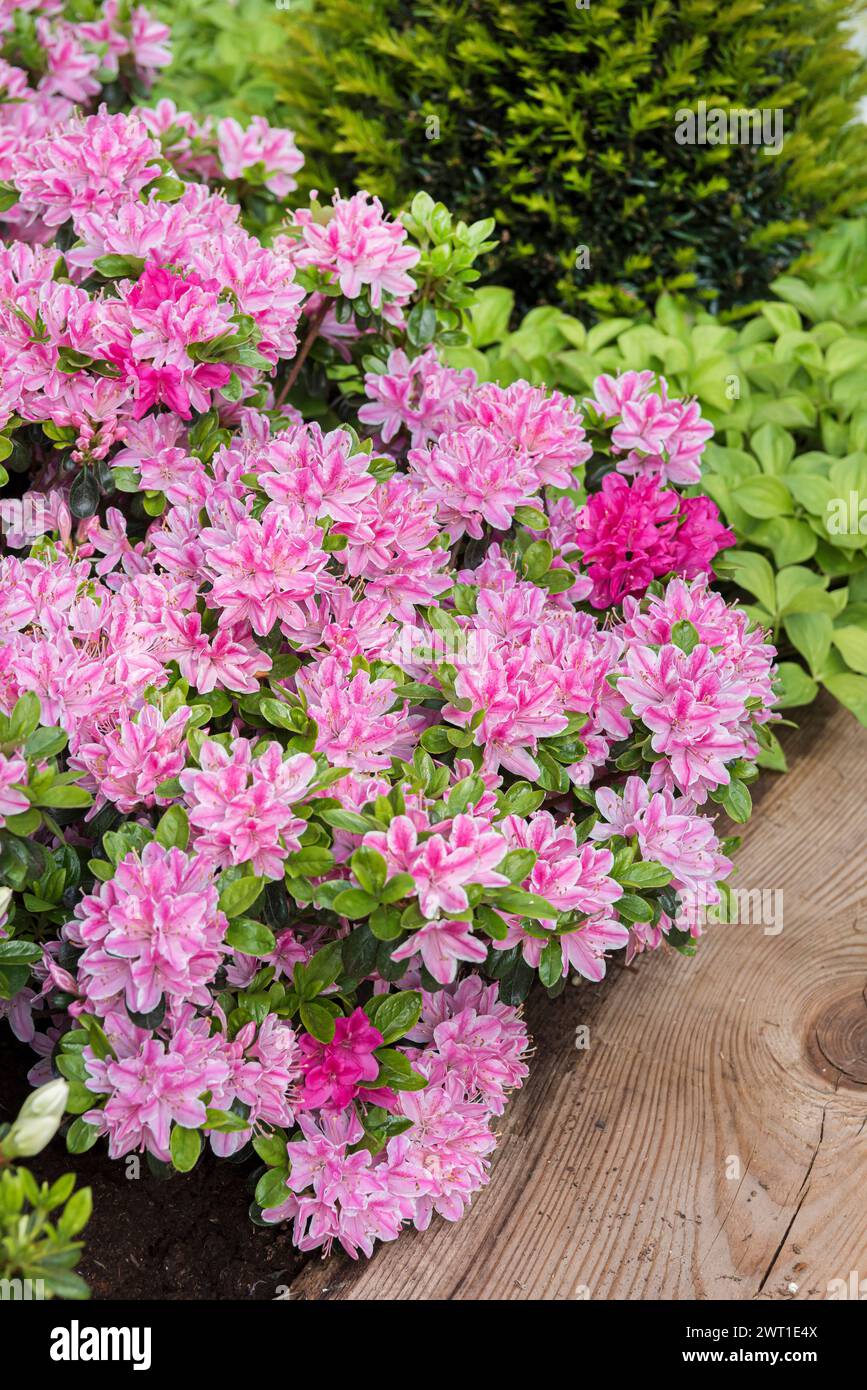Japanese Azalea Rhododendron Kermesina Ros Rhododendron Kermesina Japanese Azalea Rhododendron Kermesina Ros Rhododendron Kermesina