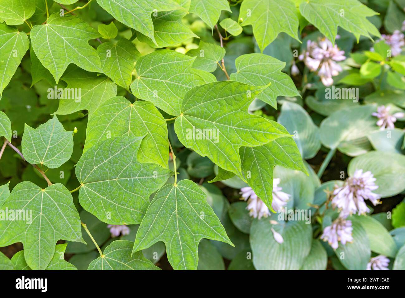 Lobed-leaf alangium (Alangium platanifolium), leavs Stock Photo