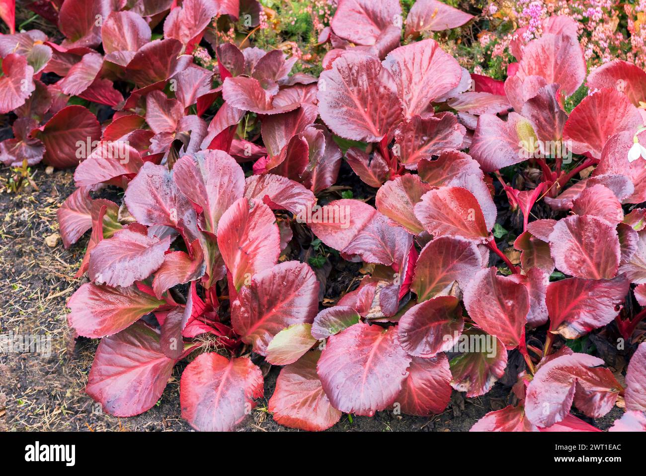 Elephant-ears (Bergenia 'Bressingham Ruby', Bergenia 'ressingham Ruby), leaves of cultivar Bressingham Ruby Stock Photo