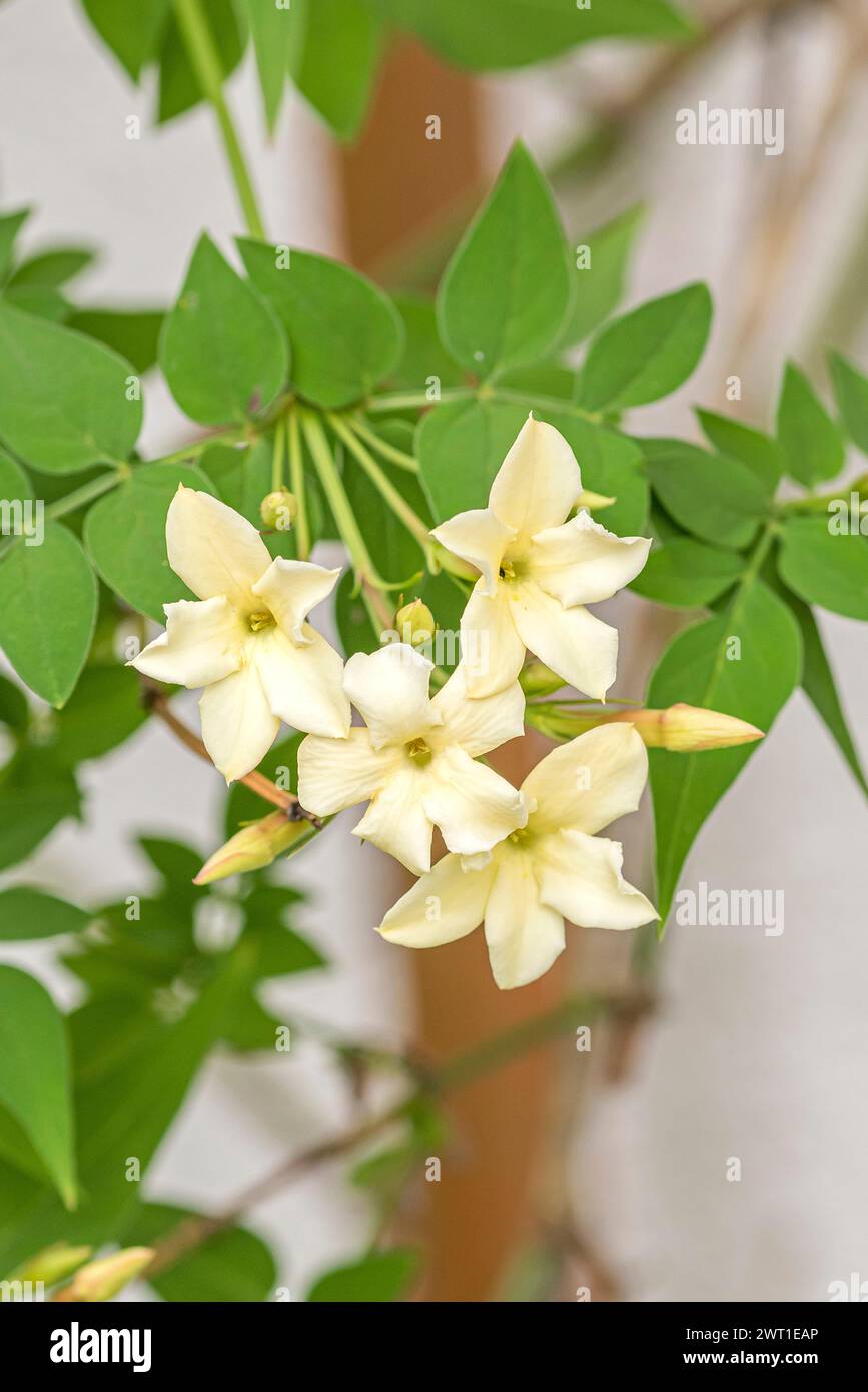 common white jasmine (Jasminum officinale 'Clotted Cream', Jasminum officinale Clotted Cream), flower of the cultivar Clotted Cream, Europe, Bundesrep Stock Photo