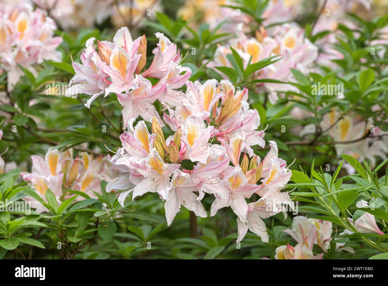 Rhododendron irene koster hi-res stock photography and images - Alamy