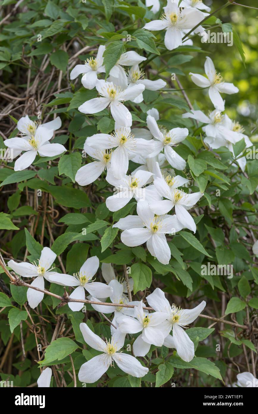 Mountain clematis, Himalayan clematis, Anemone clematis (Clematis montana var. grandiflora, Clematis montana var. alba), blooming Stock Photo