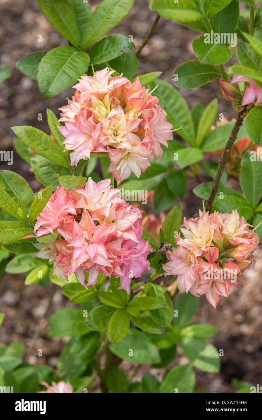 Azalea (Rhododendron 'Wedding Bouquet', Rhododendron Wedding Bouquet), flowers of cultivar Wedding Bouquet Stock Photo