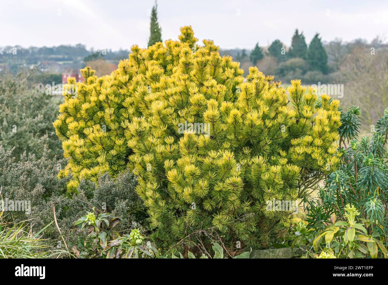 Mountain pine, Mugo pine (Pinus mugo 'Ophir', Pinus mugo Ophir), habit of cultivar Ophir Stock Photo