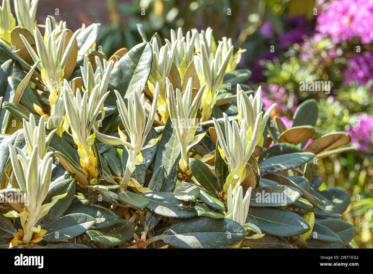 thuja oligoplex globuli Golden Globe Arborvitae