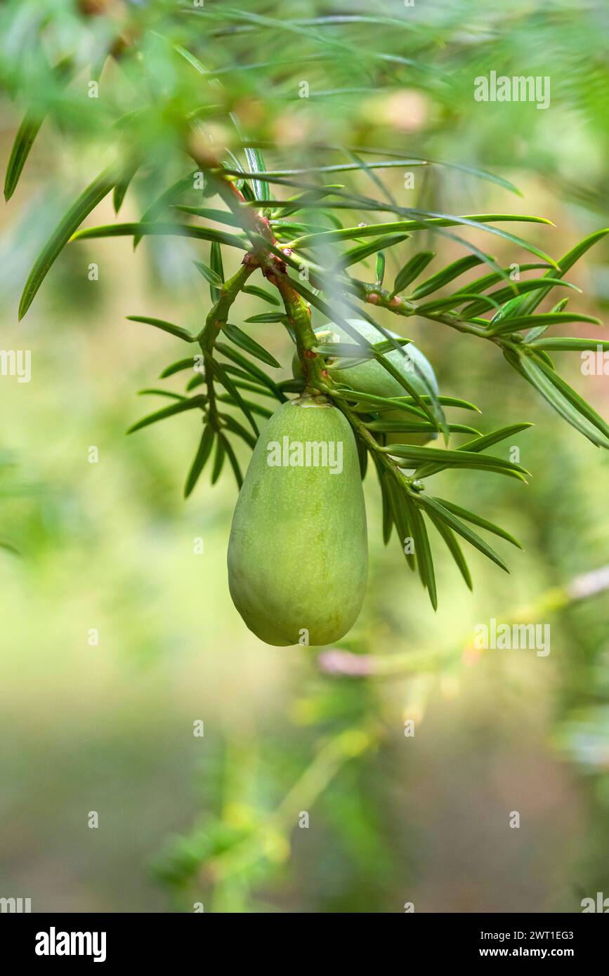 Chinese nutmeg yew, Nutmeg Yew (Torreya grandis), branch with cones Stock Photo
