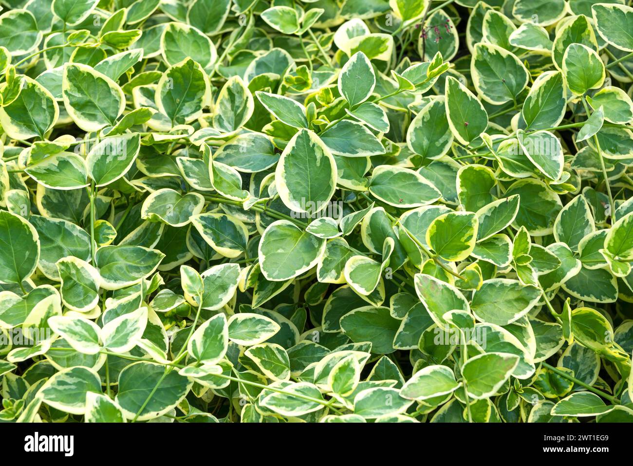 greater periwinkle (Vinca major 'Variegata', Vinca major Variegata), leaves of cultivar Summer Variegata Stock Photo