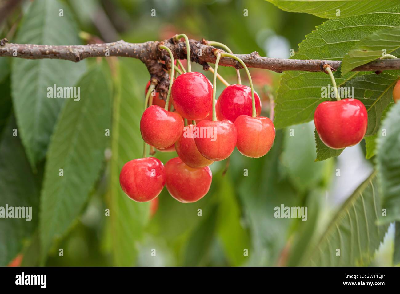 Cherry tree, Sweet cherry (Prunus avium 'Grosse Prinzessinkirsche', Prunus avium Grosse Prinzessinkirsche), Cherries on the tree, cultivar Grosse Prin Stock Photo