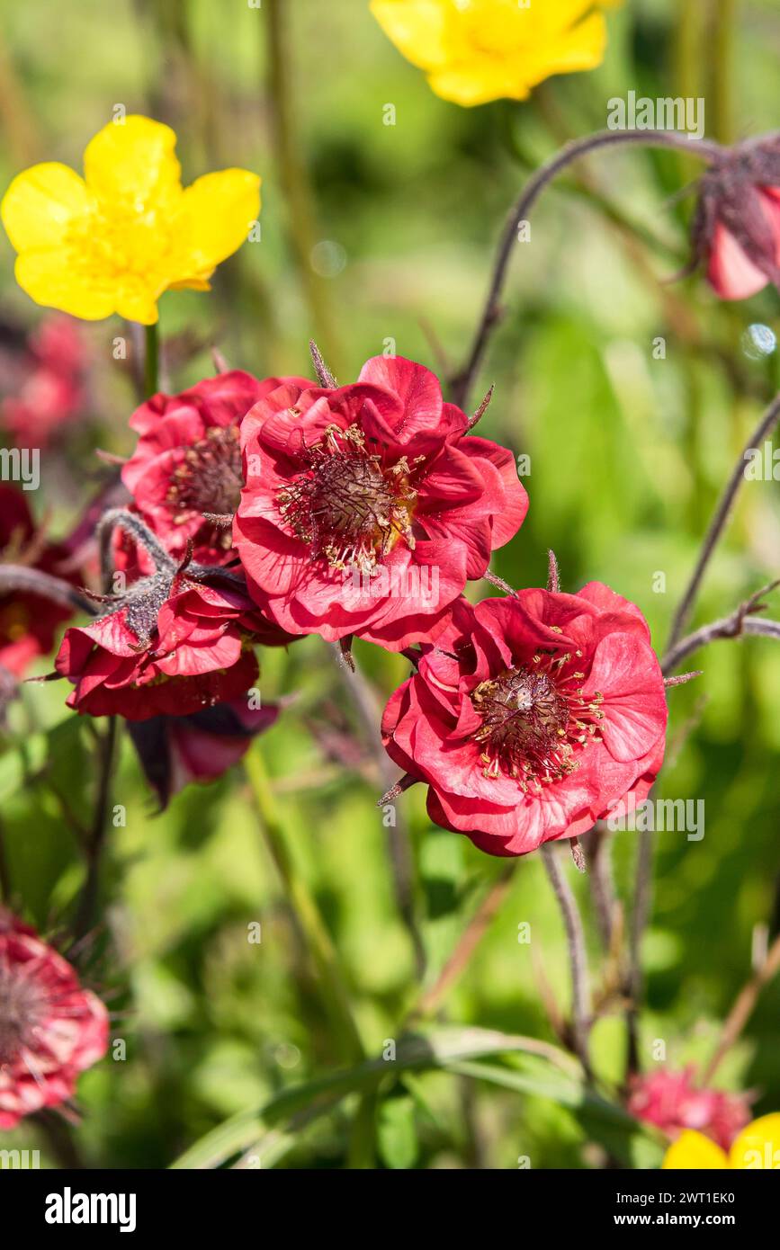 purple avens, water avens (Geum rivale 'Flames of Passion', Geum rivale ...