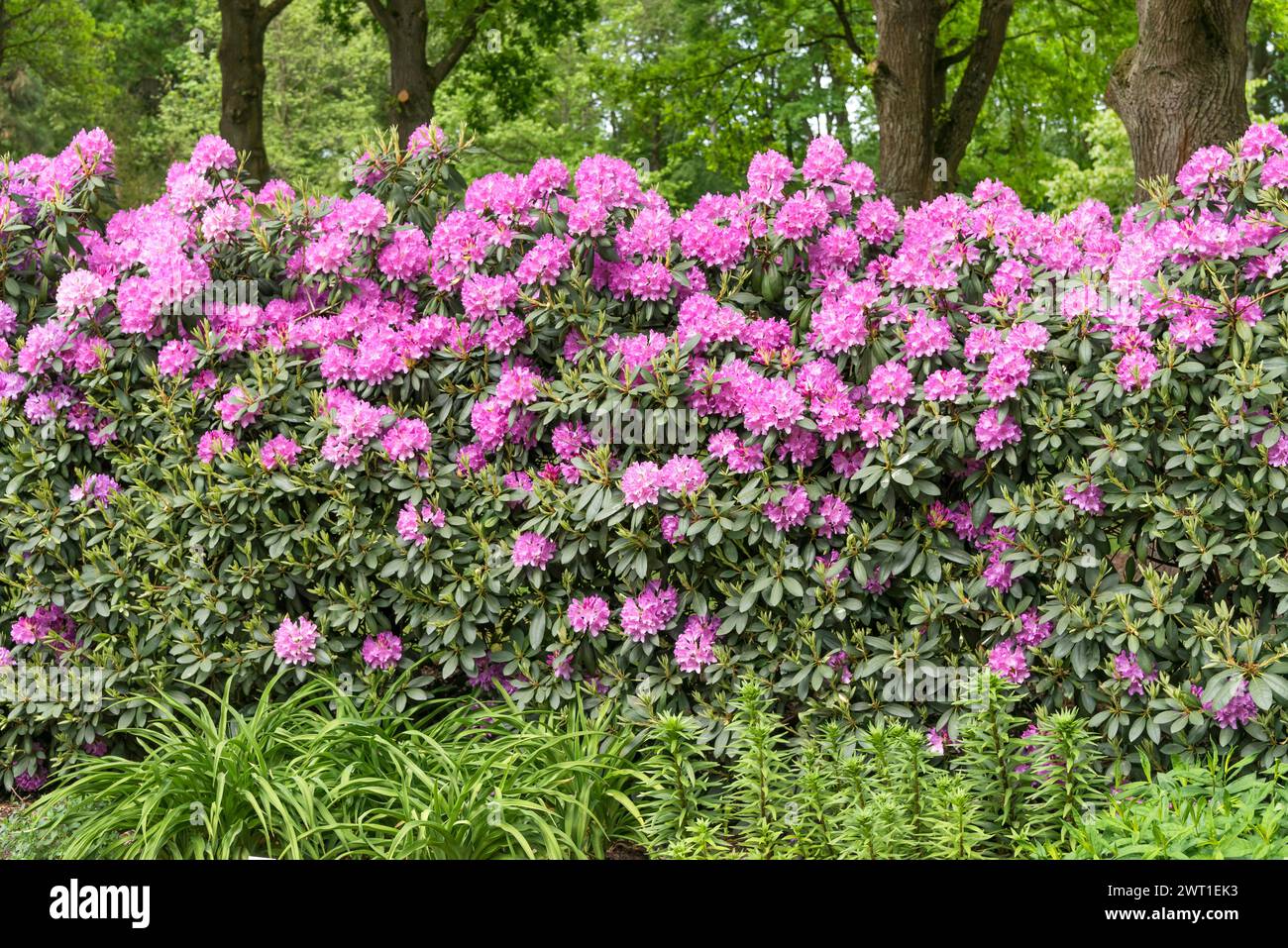 rhododendron (Rhododendron 'Roseum Elegans', Rhododendron Roseum Elegans), blooming, cultivar Roseum Elegans Stock Photo
