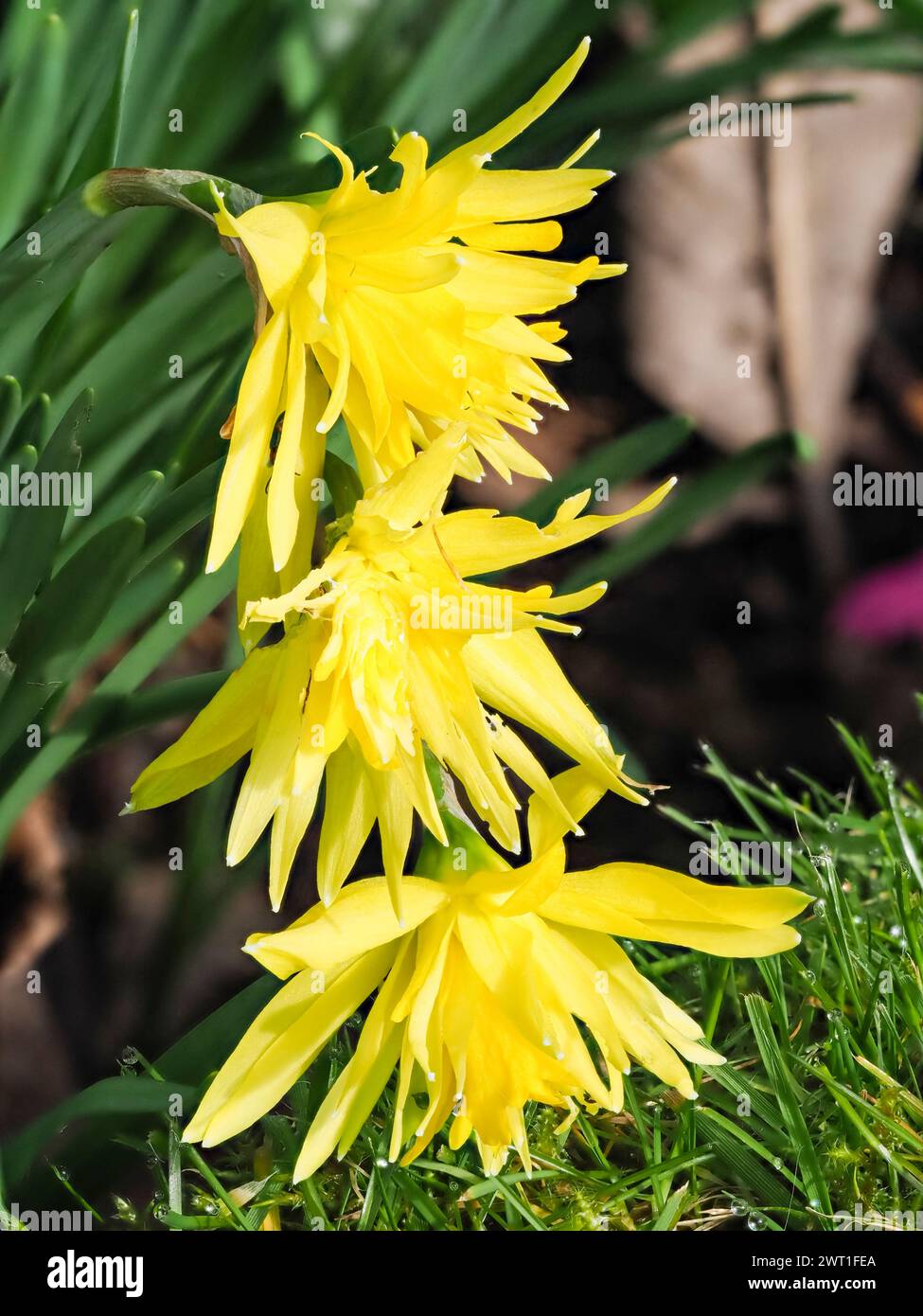 Fully double yellow flowers of the hardy, spring flowering daffodil
