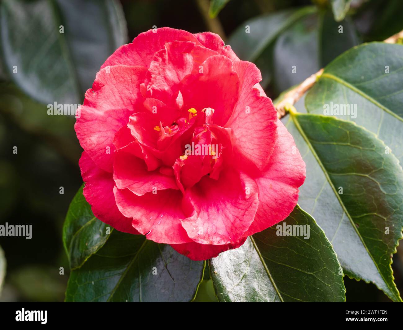 Late winter to early spring flower of the hardy evergreen shrub, Camellia japonica 'Elegans' Stock Photo