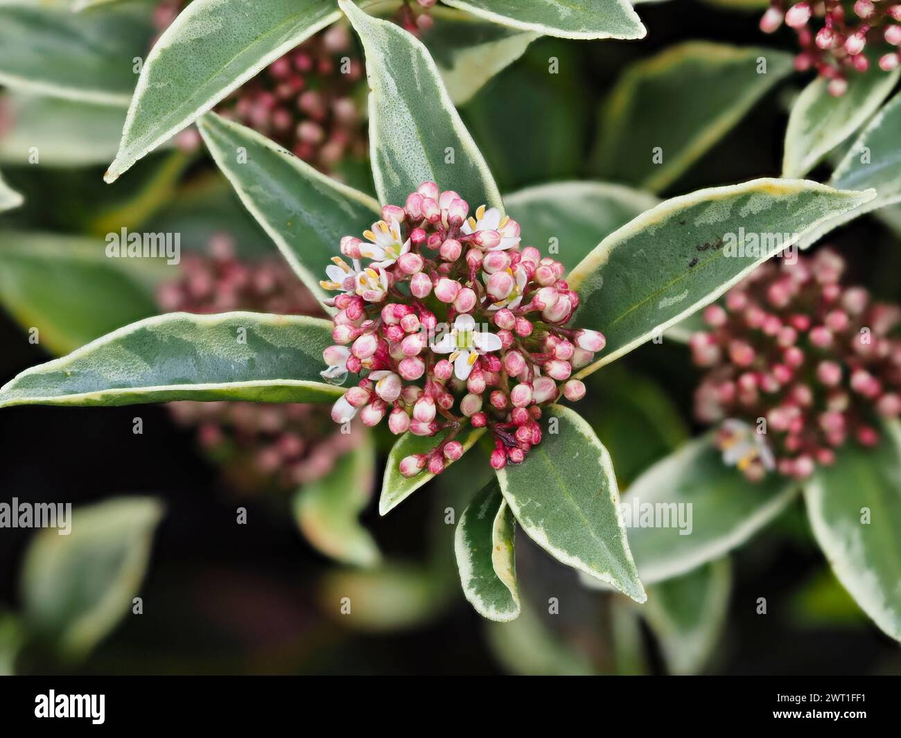 Scented male spring flowers in the panicles of the compact, variegated evergreen shrub, Skimmia japonica 'Magic Marlot' Stock Photo