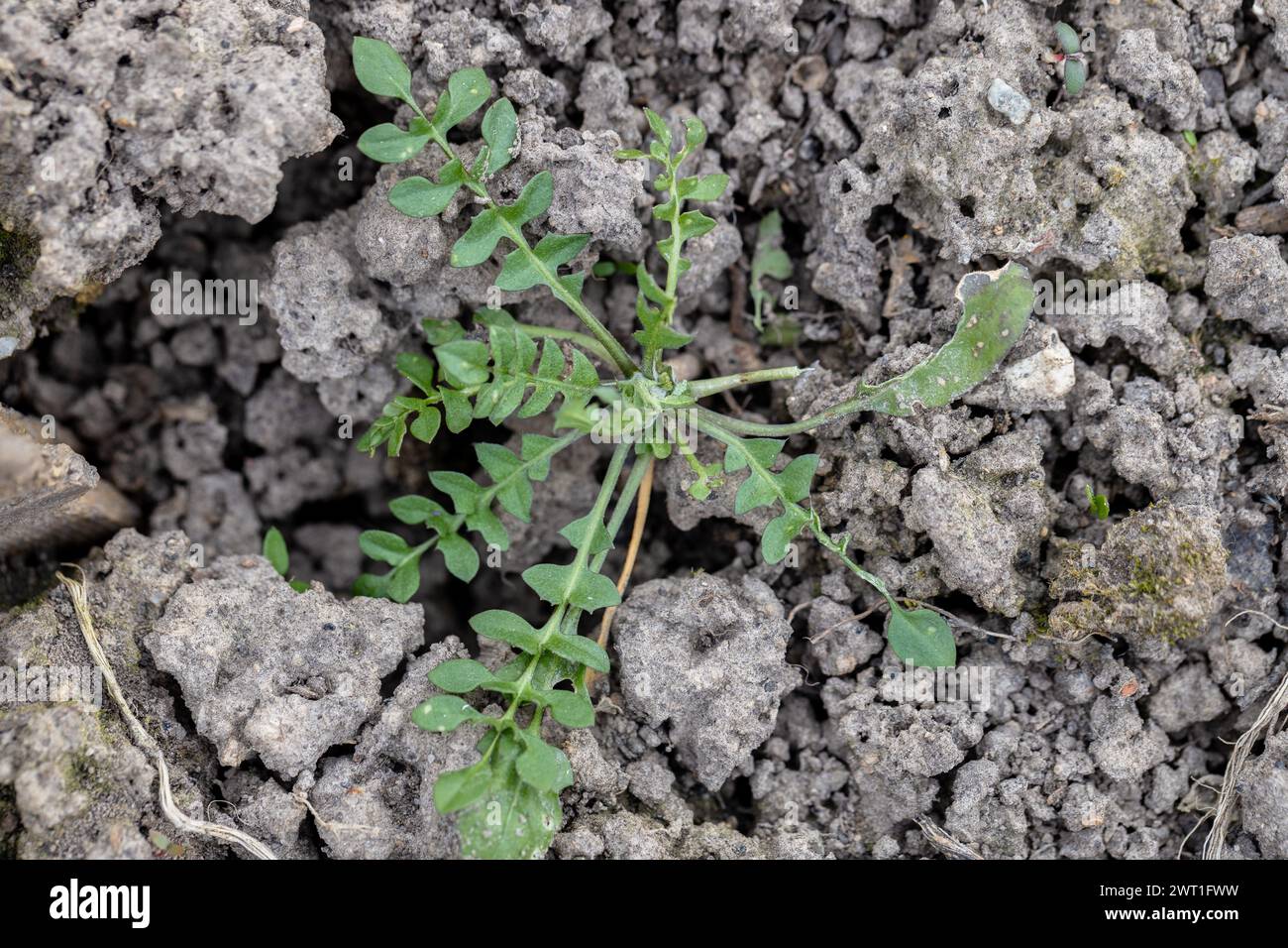 Garden weeds white background hi-res stock photography and images - Alamy
