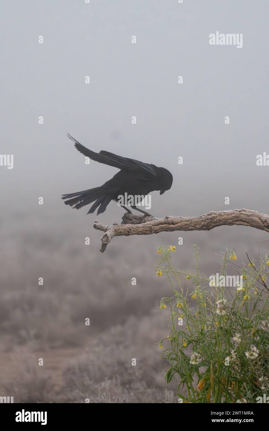 Beautiful portrait of black crow perched on the trunk or branch of a tree in a landscape full of mist and fog in Spain, Europe Stock Photo