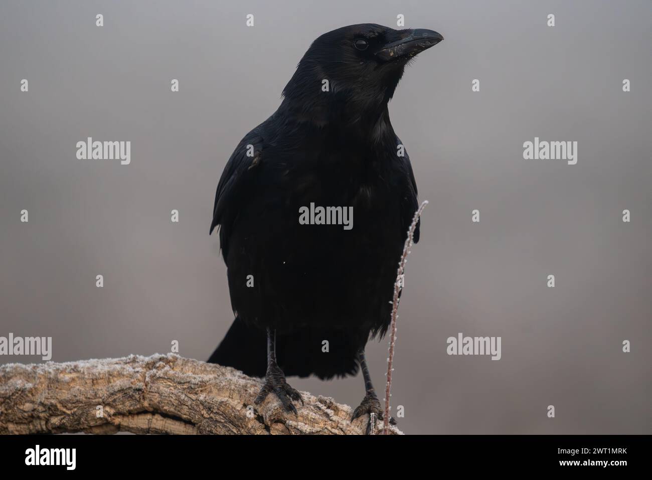 Beautiful portrait of black crow perched on the trunk or branch of a tree in a landscape full of mist and fog in Spain, Europe Stock Photo