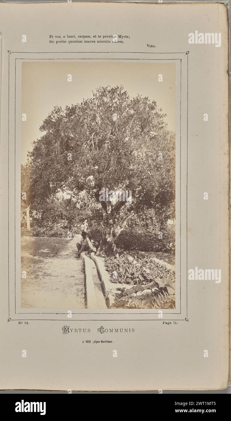Myrtus communis, à Nice (Alpes-Maritimes). W. de Bray, photographer (French, active about 1880) 1871 A man sitting beneath a tree along a dirt road. Myrtle shrubs (Myrtus communis) are growing in the background. (Recto, mount) upper center, black printed text: 'Et vos, o lauri, carpam, et te proxima Myrte;/Sic positæ quoniam suaves miscetis odores. [space] Virg.'; lower center, black printed text: 'No 12. [space] Page 74./MYRTUS COMMUNIS/A NICE (Alpes-Maritimes. [sic]'; Stock Photo
