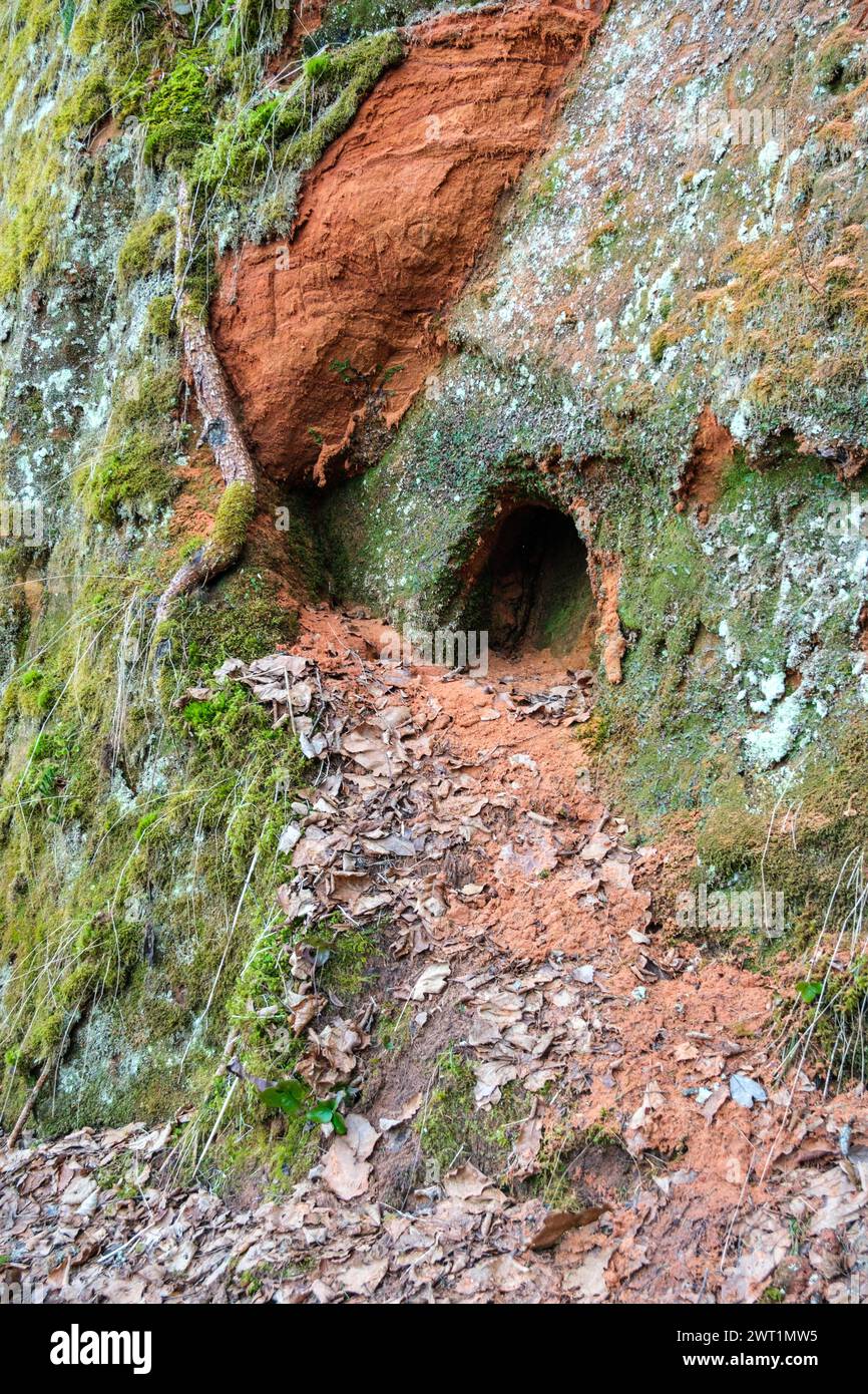 Wandering along the trails that wind through the red cliffs of Cesis, visitors are enveloped in a sense of tranquility and serenity Stock Photo