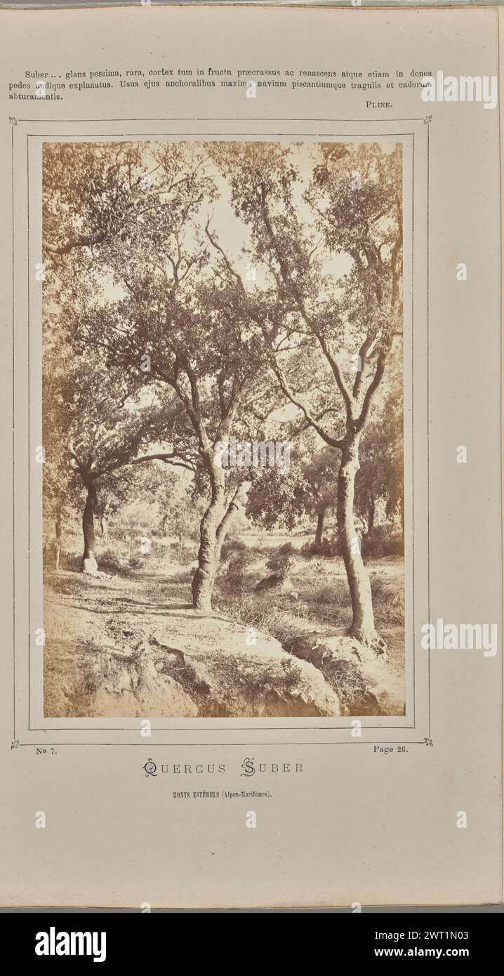 Quercus suber, Monts Estérels (Alpes-Maritimes). W. de Bray, photographer (French, active about 1880) 1871 Three cork oak trees (Quercus suber) growing in a forest. A figure is sitting on the ground, resting their back against the trunk of one of the oaks. (Recto, mount) upper center, black printed text: 'Suber...glans pessima, rara, cortex tum in fructu præcrassus ac renascens atque etiam in denos/pedes undique explanatus. Usus ejus anchoralibus maxime navium piscantiumque tragulis et cadorum/abturamentis. [space] Pline.'; lower center, black printed text: 'No 7. [space] Page 26./QUERCUS SUBE Stock Photo
