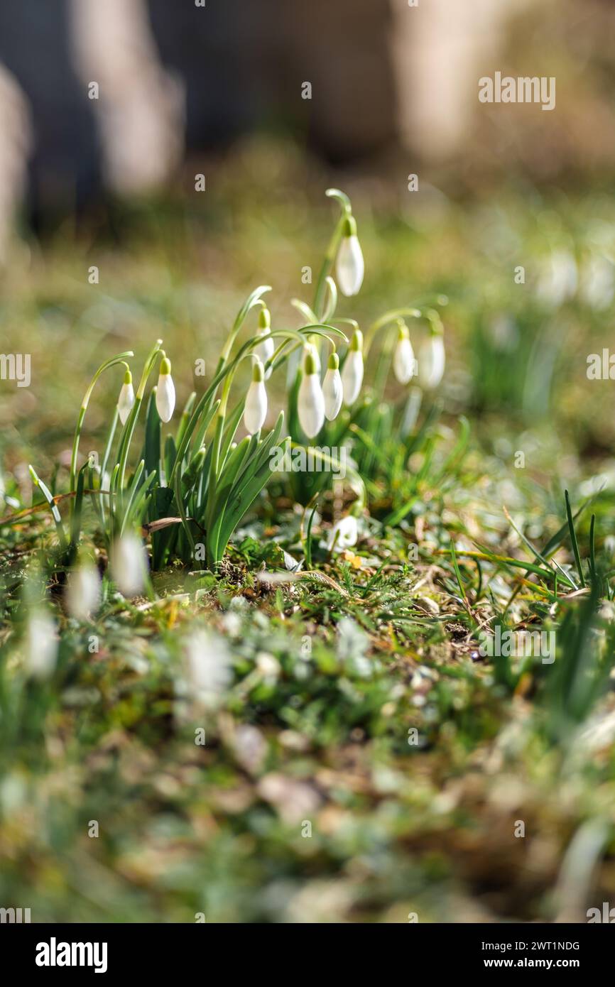 A delicate snowdrop emerges, signaling the dawn of spring across Latvia's meadows Stock Photo