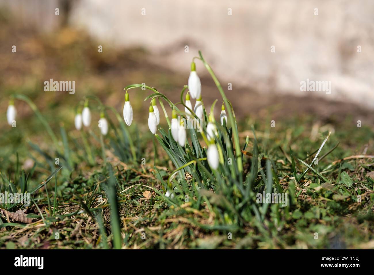 Snowdrops in Latvia's meadows symbolize hope, as nature awakens from its winter slumber. Stock Photo
