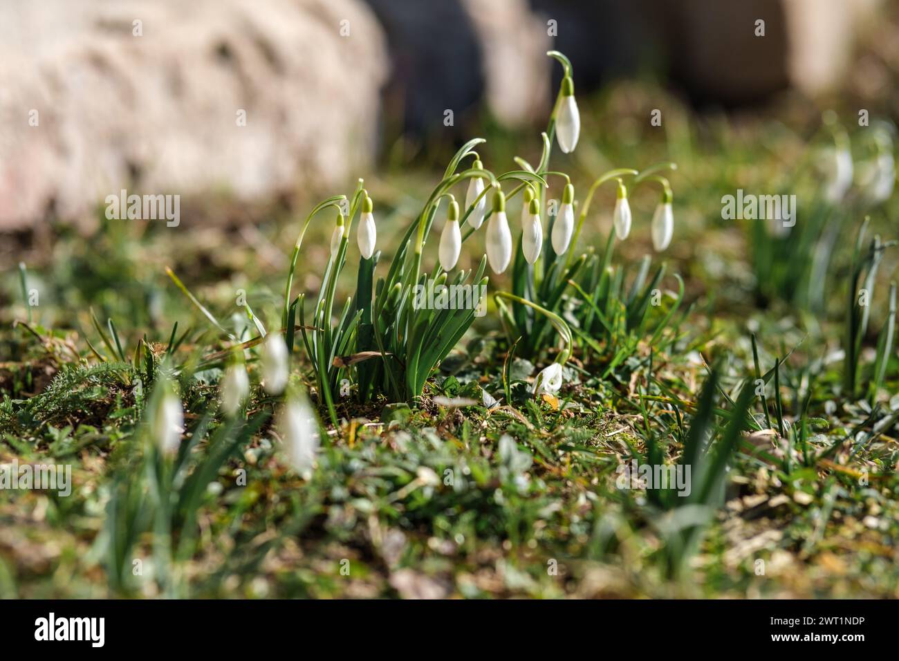 Each snowdrop petal unfurls, painting Latvia's countryside with whispers of spring Stock Photo