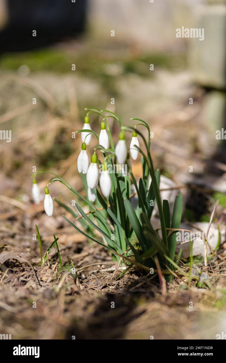 A carpet of snowdrops unfolds in Latvia, heralding the arrival of warmer days. Stock Photo