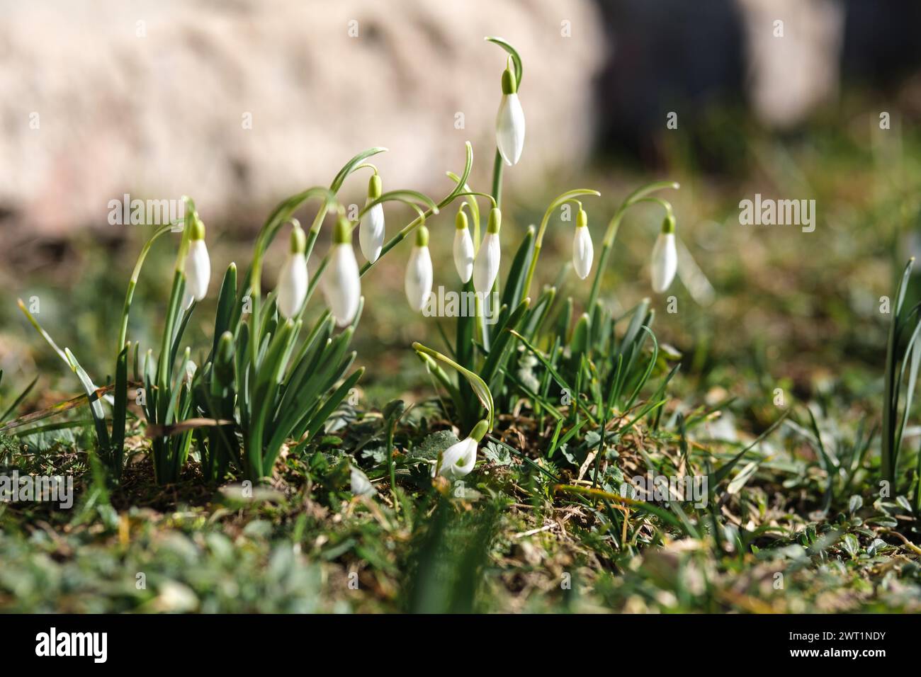 In Latvia's springtime embrace, snowdrops carpet the earth with delicate hues Stock Photo
