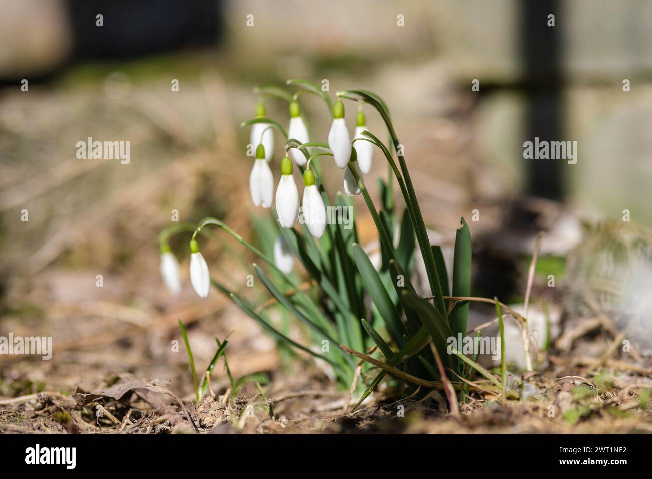 As winter wanes, snowdrops flourish across Latvia, announcing the season's change Stock Photo
