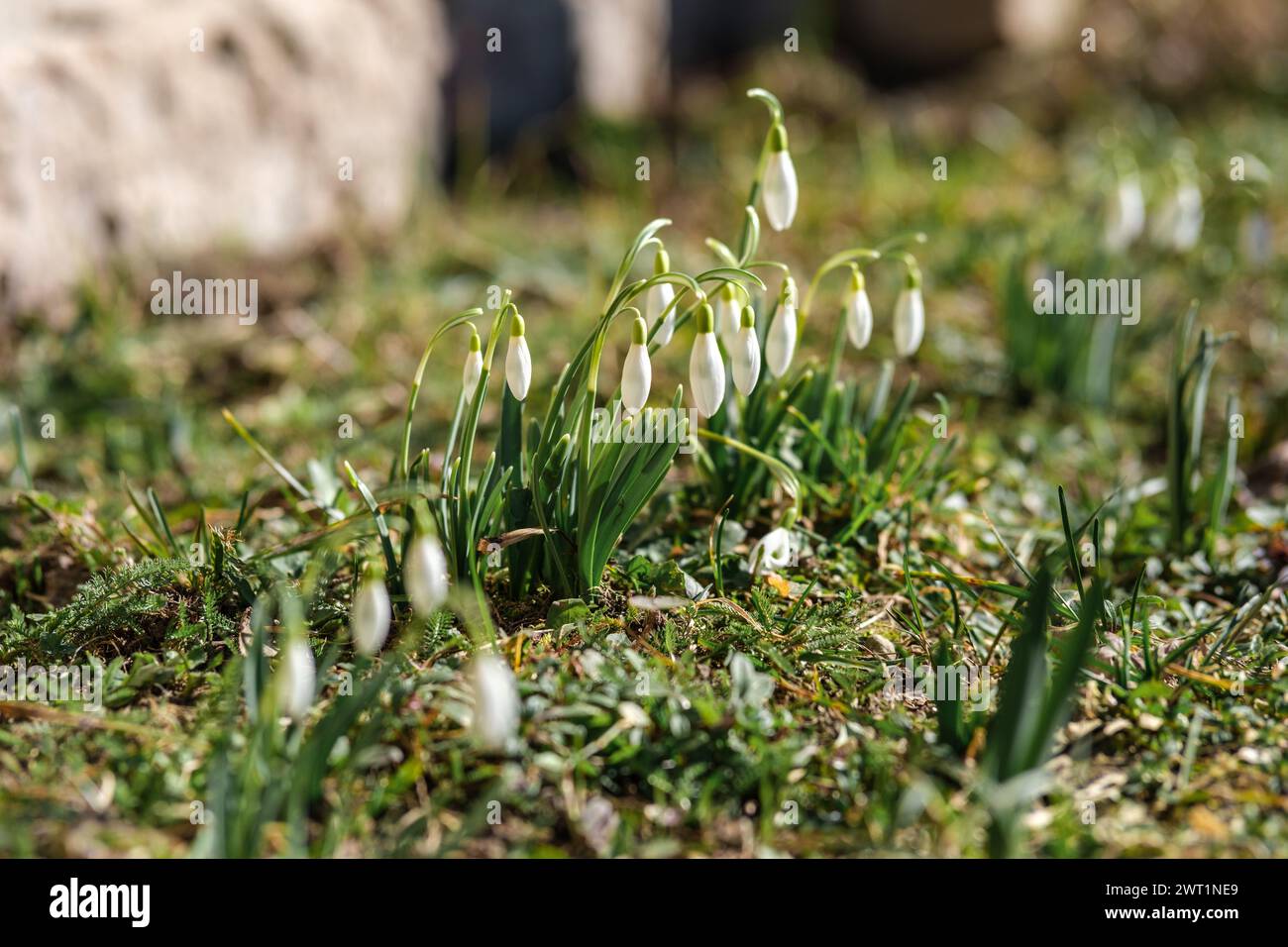 Amidst Latvia's woodlands, snowdrops bloom, a testament to nature's resilience. Stock Photo
