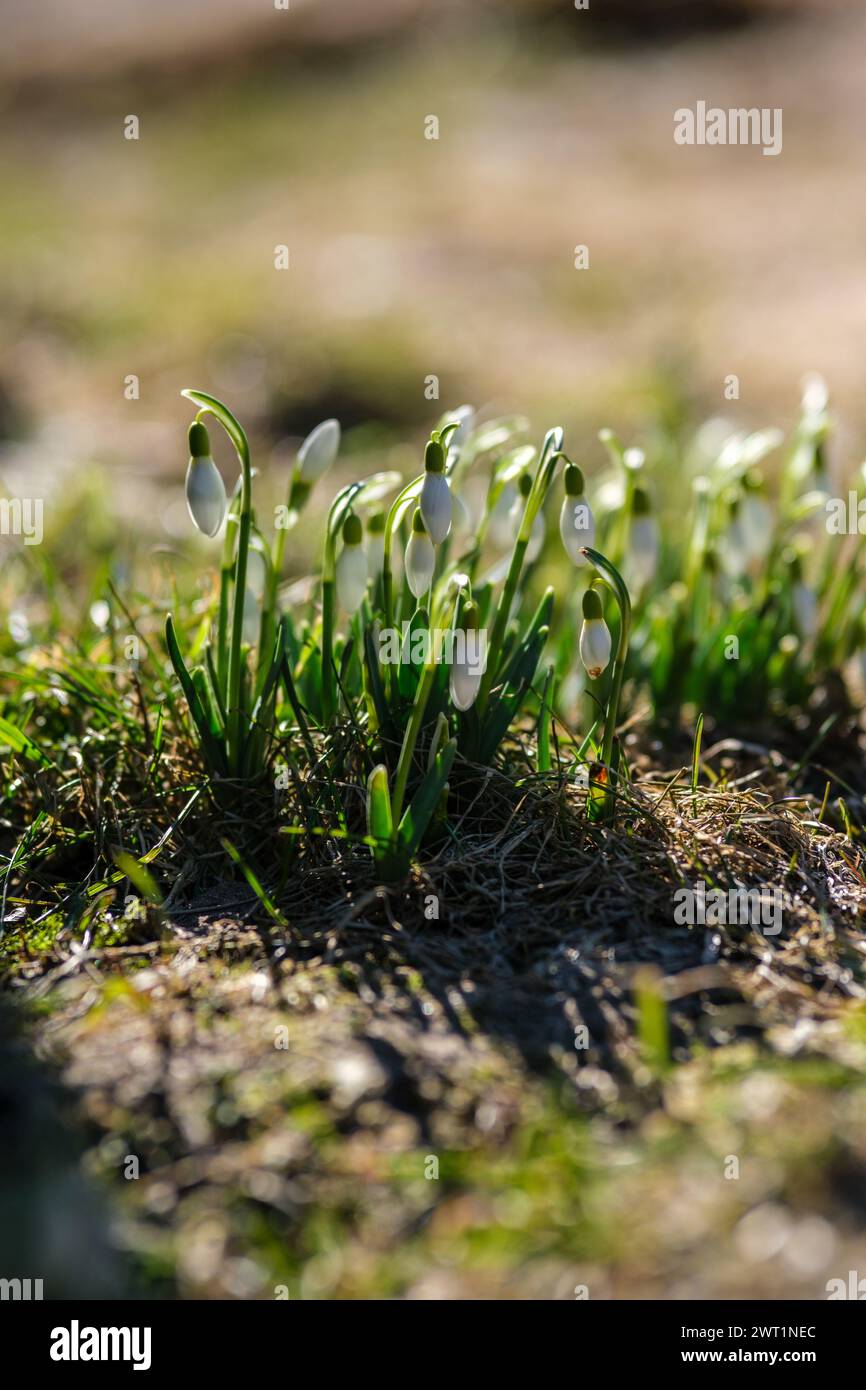 Snowdrops bloom amidst Latvia's forests, a sign that spring has cast its enchanting spell Stock Photo