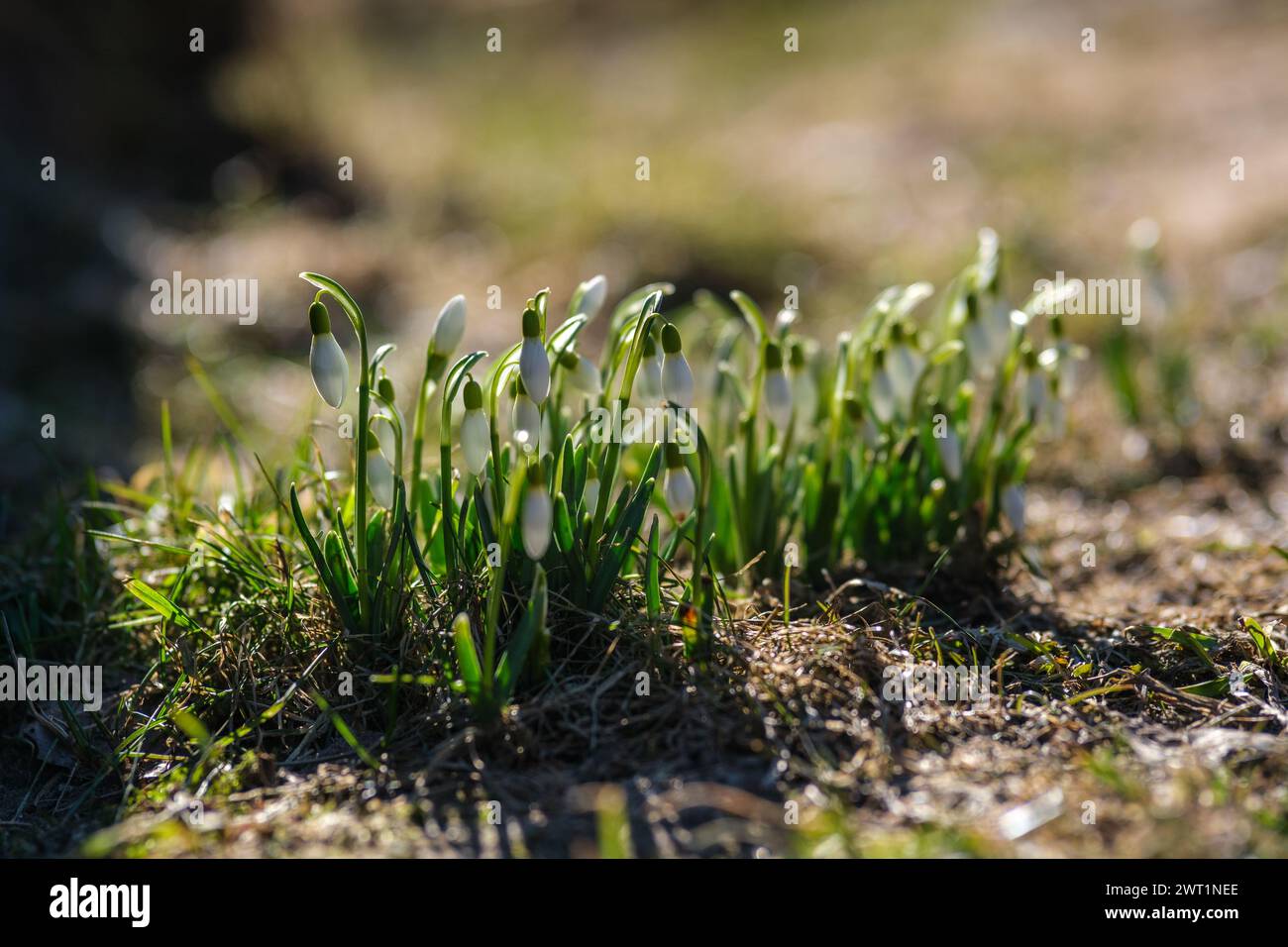 The arrival of snowdrops in Latvia brings a sense of joy and renewal to all who witness them Stock Photo