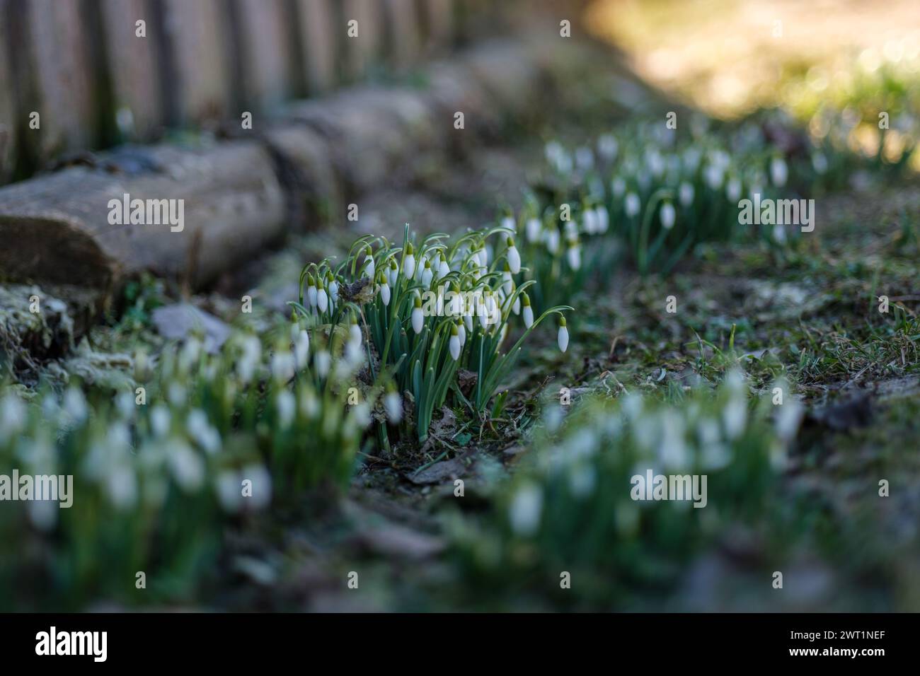 The subtle charm of snowdrops graces Latvia's landscapes, a reminder of nature's cycles Stock Photo